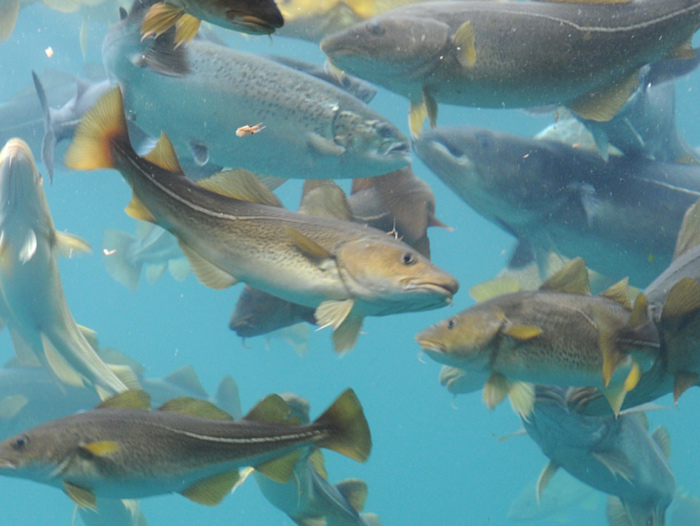 Oxygen Generators In Cod Farming Oxygen Generators In Cod Farming