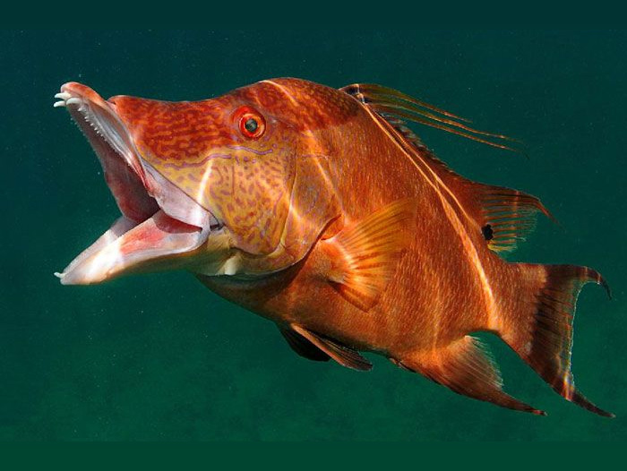 New Gulf of Mexico Red Snapper and Hogfish Catch Limits Perishable News