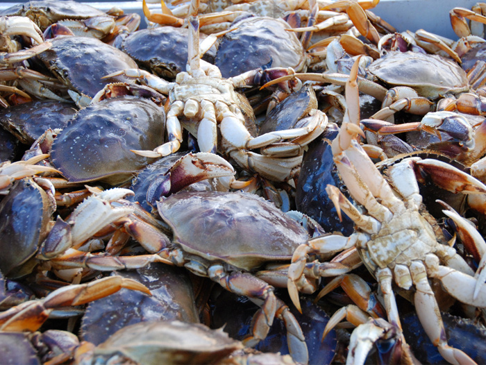 CDFW News  CDFW Announces a Statewide Fleet Advisory for the Commercial  Dungeness Crab Fishery