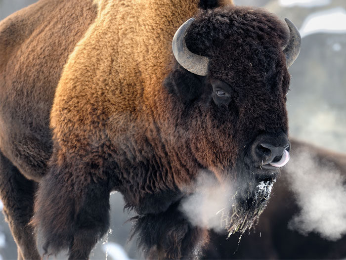 2 Oklahoma Tribes to Build a Bison Meat Processing Plant Perishable News