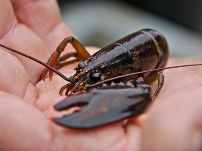 Baby Lobsters Dwindle in New England, Causing Concern Perishable News