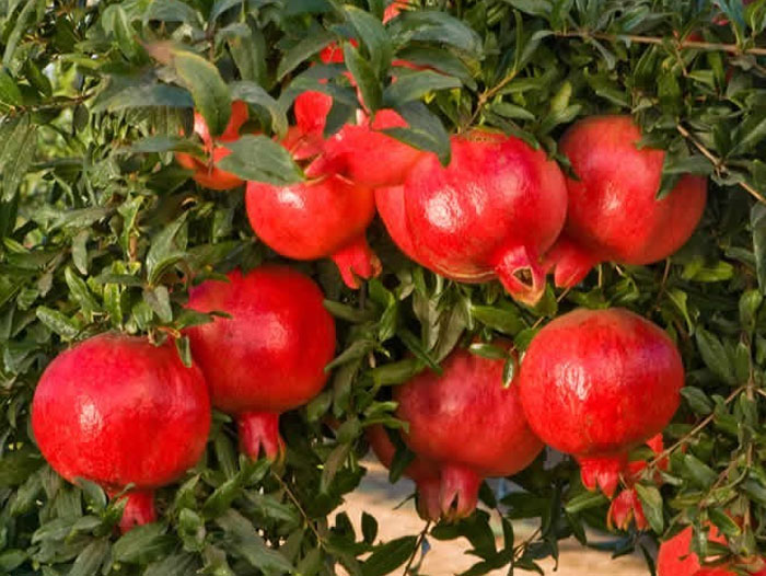 Wonderful Pomegranate Harvest is Underway Perishable News