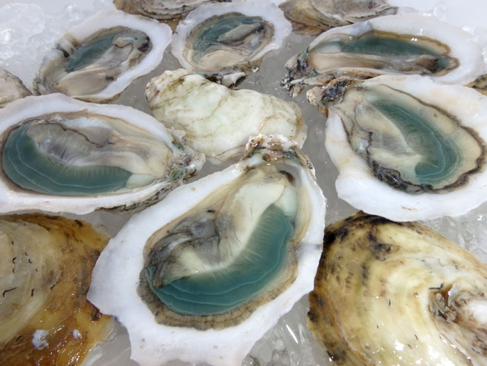 ’Tis The Season to Seek out the Rare and Highly Coveted Green Gill