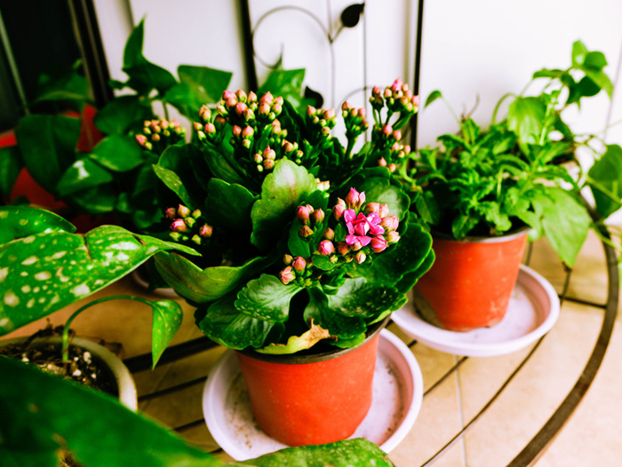 Potted Plants Do Not Improve Indoor Air Quality A Review and Analysis