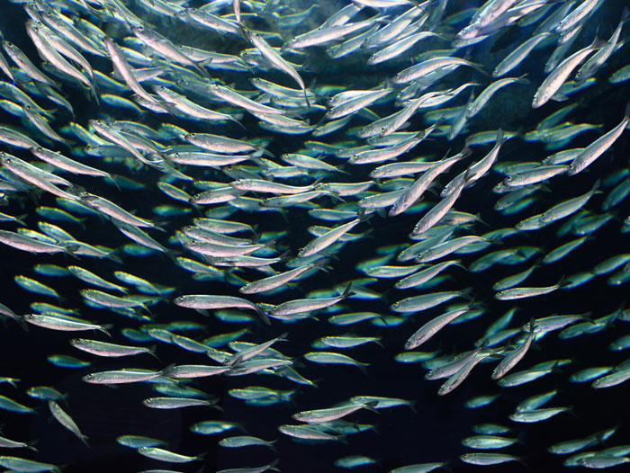 Fisheries and Oceans Canada updates Pacific Herring Coast-wide Harvest Plan  for 2021-22 - Perishable News