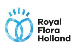 Royal FloraHolland Merging Aalsmeer and Naaldwijk Rose Auctions