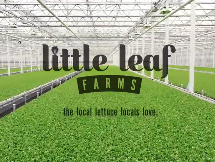 Save on Little Leaf Farms Baby Crispy Green Leaf Lettuce Order Online  Delivery