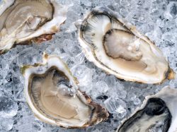 Georgia Commercial Oyster Season Closes for Summer