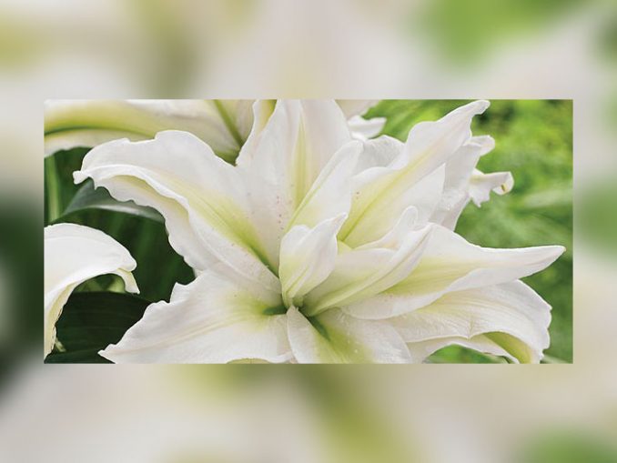 Rio Rose Lilies Archives Perishable News