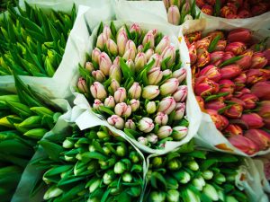 APHIS Core Message Set Announces Release of Cut Flower Name Validation List